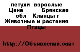 петухи  взрослые › Цена ­ 400 - Брянская обл., Клинцы г. Животные и растения » Птицы   